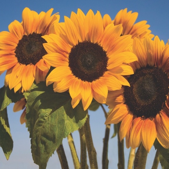 Meet your Posher, Alyssia - Picture 1 of 1